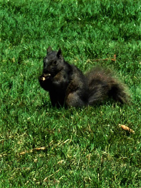 Black Squirrel